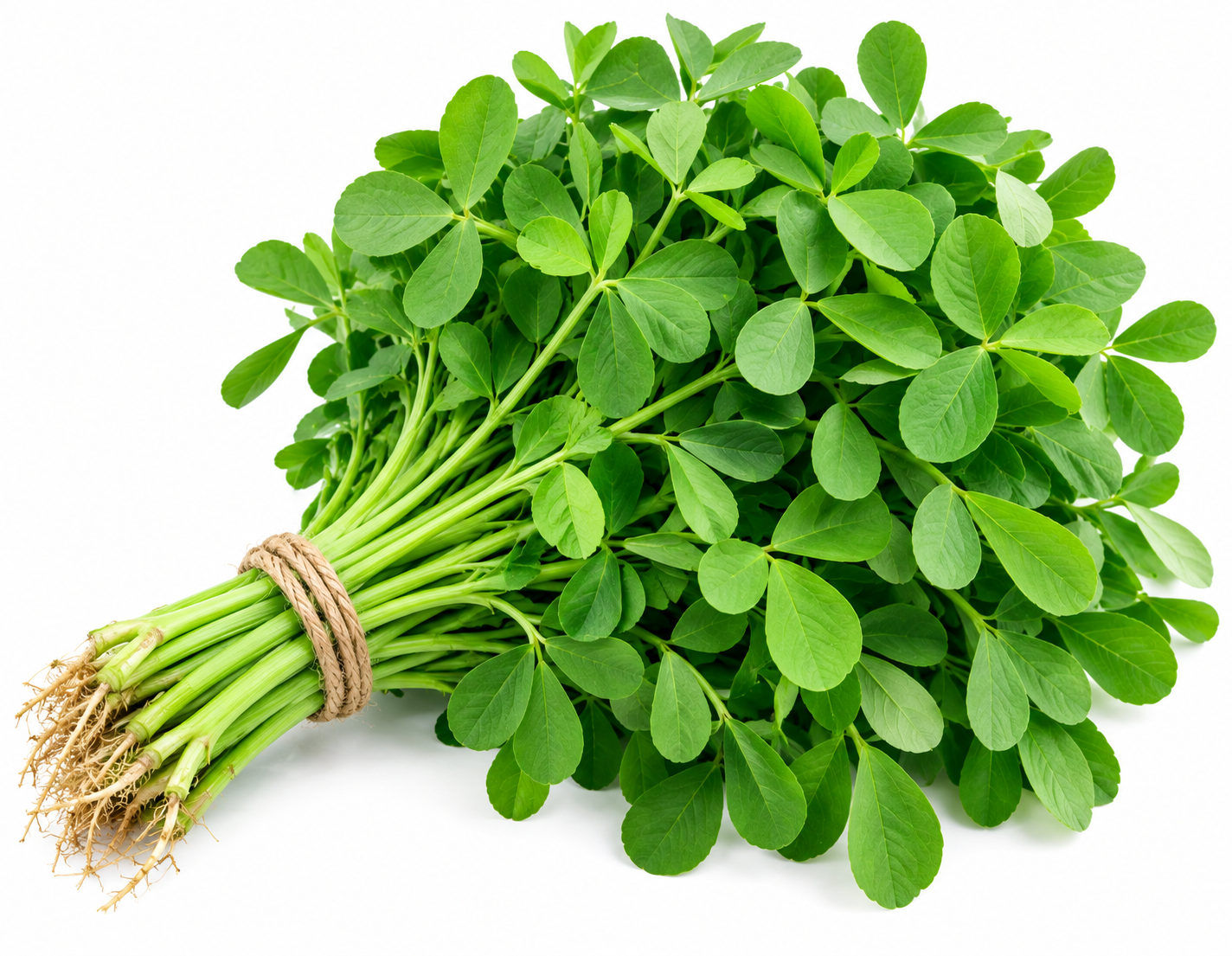 Fenugreek